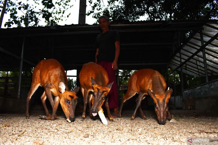 Penangkaran kijang di Ponorogo