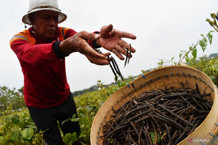 Panen kacang hijau di Madiun