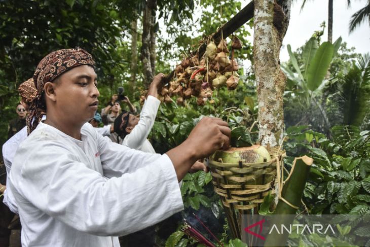 Tradisi Nyuguh Kampung Adat Kuta 