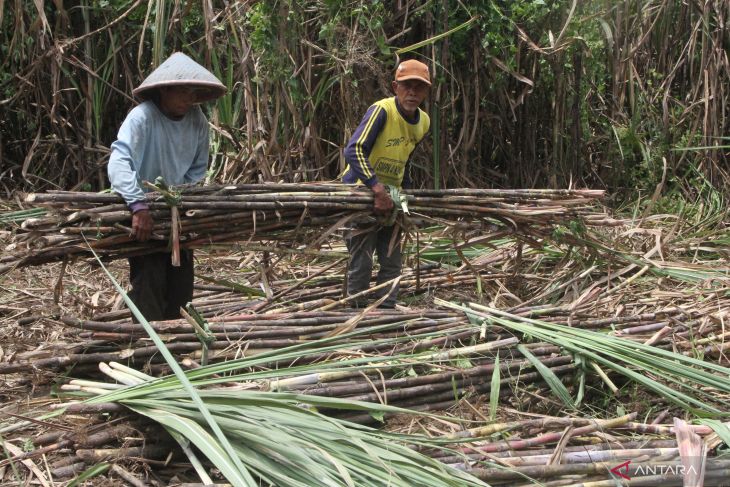 Upah buruh tebang tebu di Malang