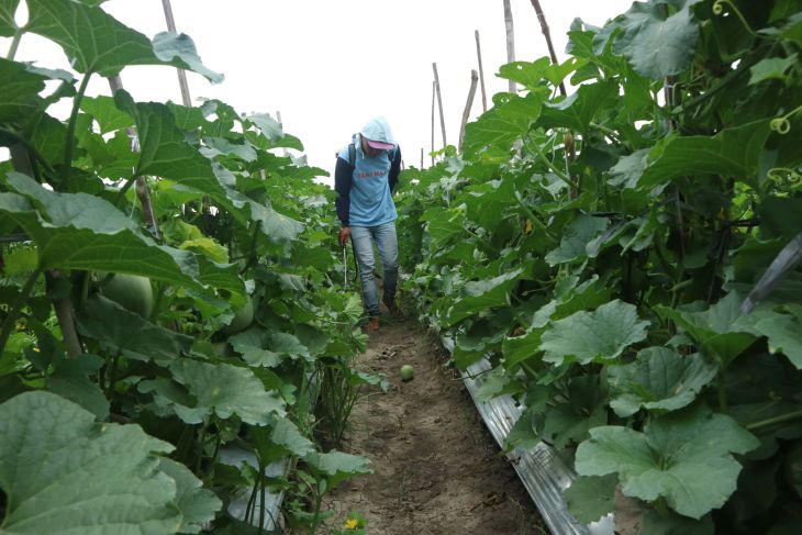 Perawatan tanaman melon di Jombang