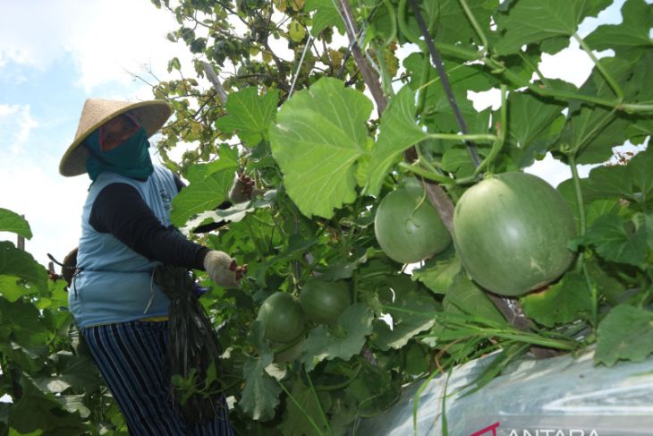 Perawatan tanaman melon di Jombang