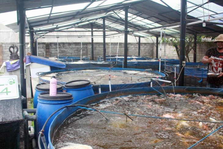 EM4 jadikan ikan nila budi daya oleh warga Tabanan bisa berlimpah hasilnya