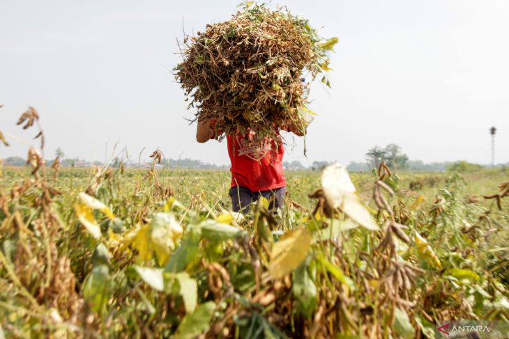 Harga kedelai petani lokal