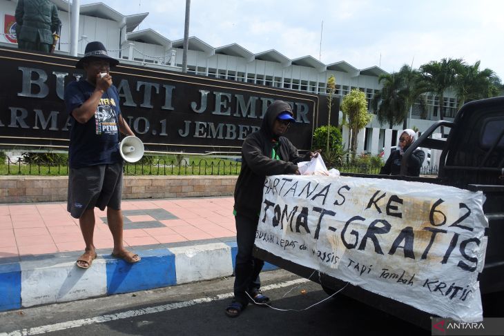 Petani bagikan tomat gratis