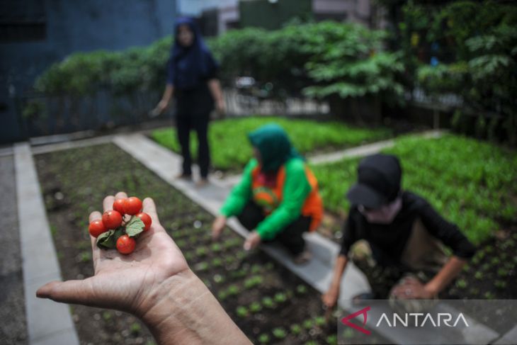 Memanfaatkan ruang sempit untuk berkebun 