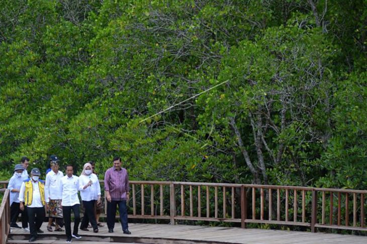 Presiden tinjau hutan mangrove yang disiapkan untuk KTT G20