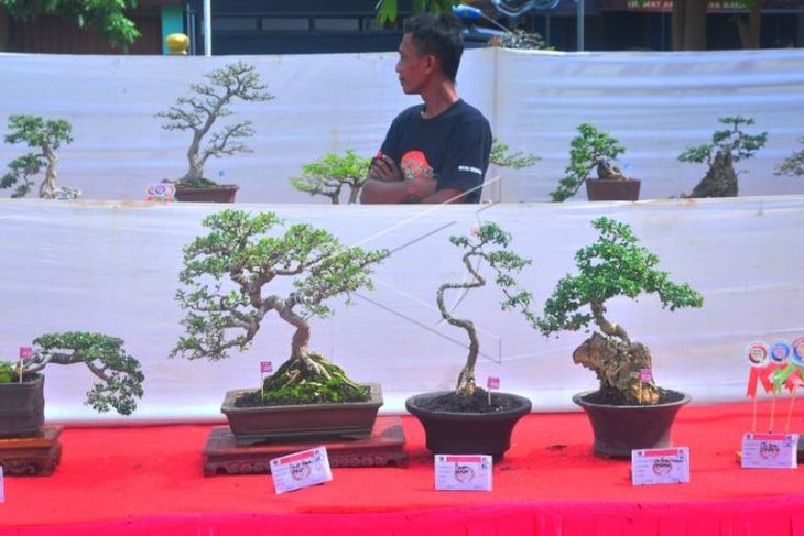 Pameran dan kontes tanaman bonsai