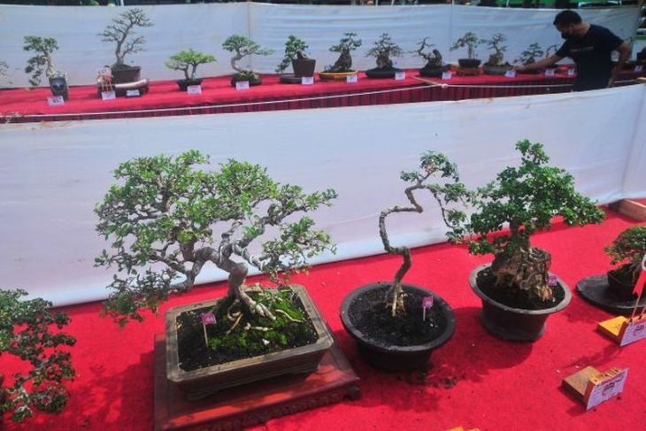 Pameran dan kontes tanaman bonsai