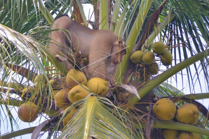 Pusat Pelatihan Beruk