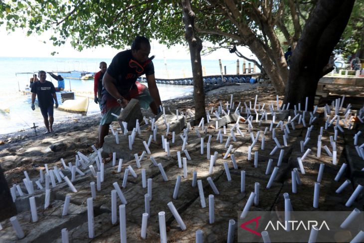 Konservasi terumbu karang di Pantau Bangsring