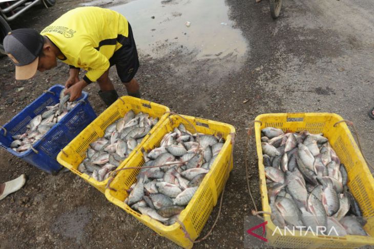 Budi daya ikan Nila Salin 