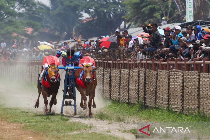 Karapan sapi Piala Presiden