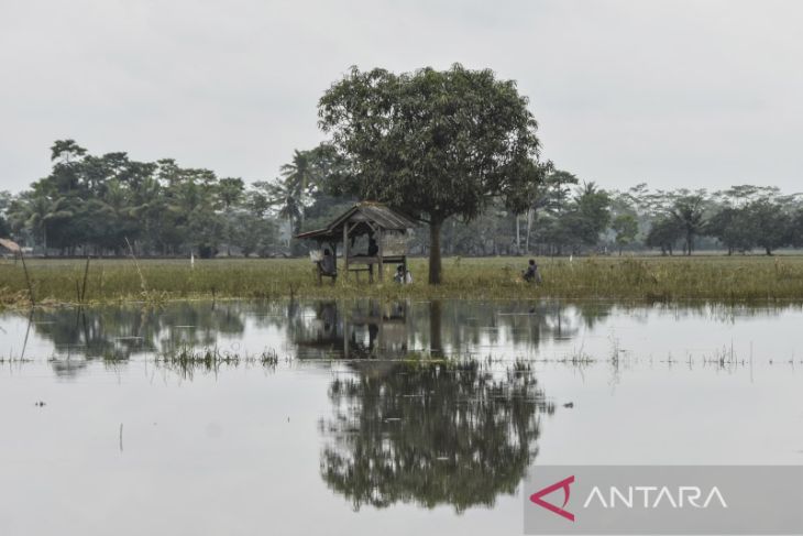 Lahan pertanian terendam banjir 