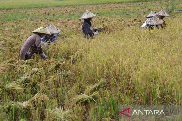 Prediksi produksi padi nasional meningkat