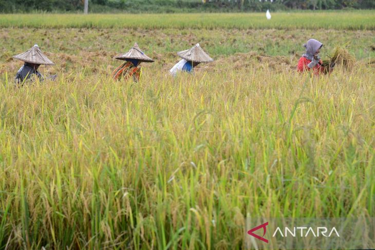 Prediksi produksi padi nasional meningkat