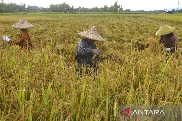 Prediksi produksi padi nasional meningkat