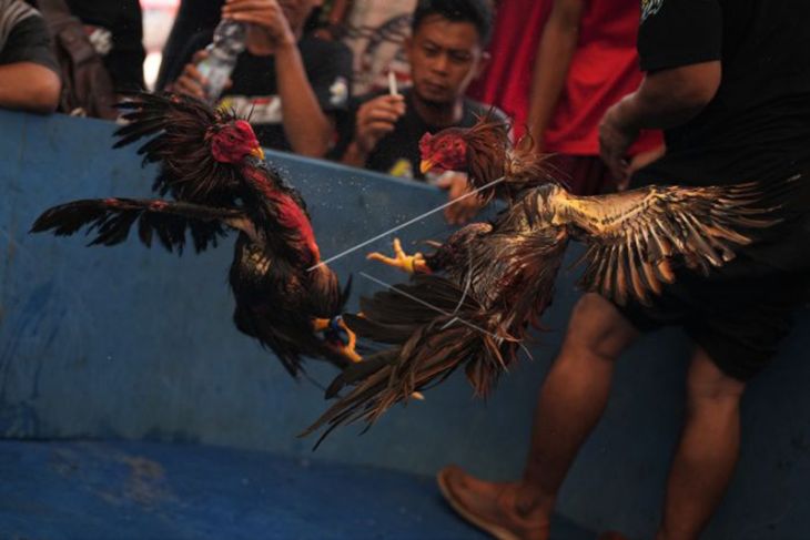 Kontes Ayam Nusantara