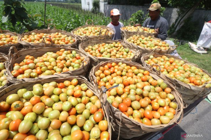 Harga Tomat tingkat petani membaik