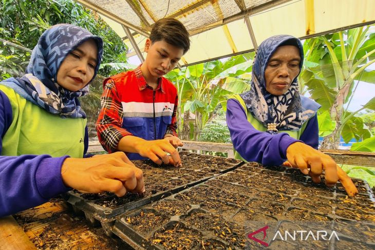 Menyulap lahan pekarangan menjadi urban farming