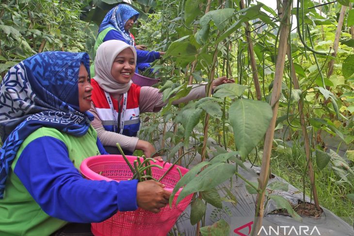 Menyulap lahan pekarangan menjadi urban farming