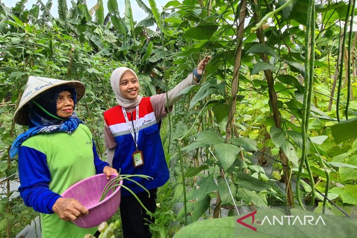 Menyulap lahan pekarangan menjadi urban farming