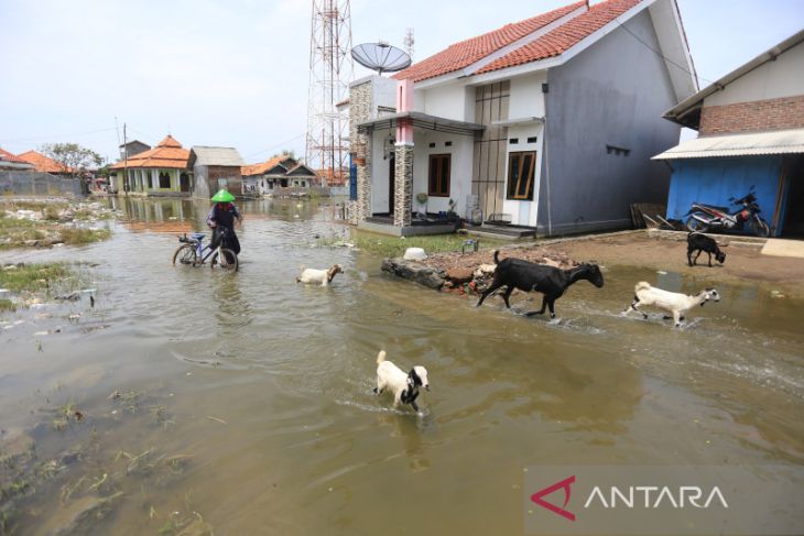 Banjir rob di Indramayu