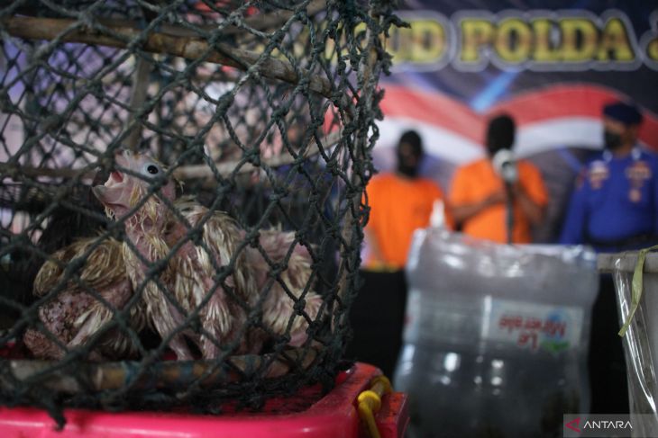 Jaringan penyelundupan satwa dilindungi ditangkap, 11 tersangka diamankan Polda Jatim