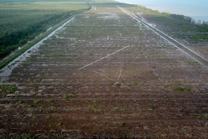 Ratusan Hektare Tanaman Mangrove Rusak