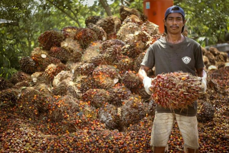Kaltim miliki 99 pabrik pengolahan kelapa sawit