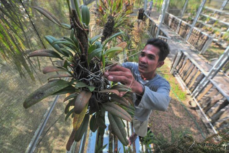 Penyelamatan Anggrek Hutan