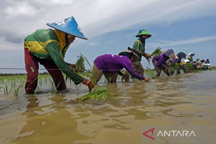 Target produksi padi 2023 