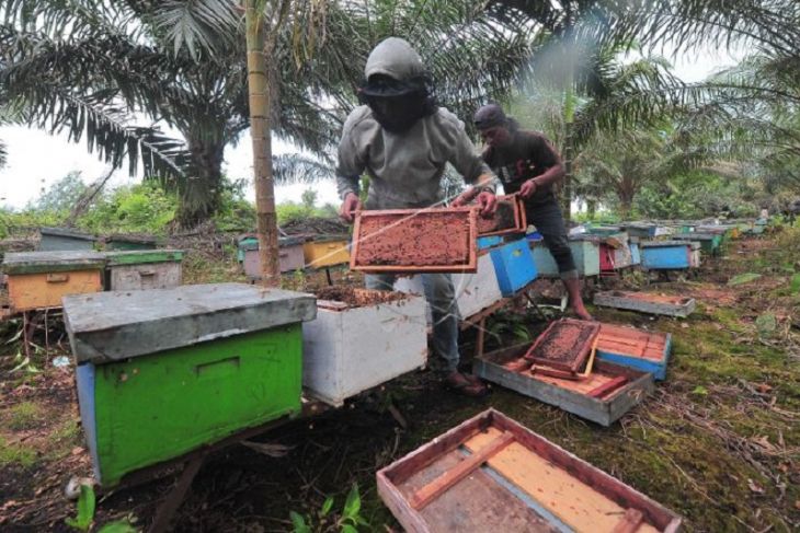 Produksi madu lebah budi daya