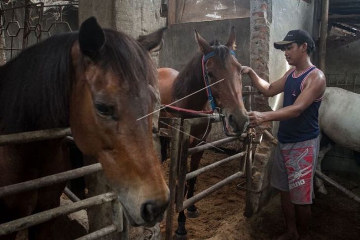 Perawatan kuda untuk acara kirab pernikahan putra bungsu Presiden Jokowi