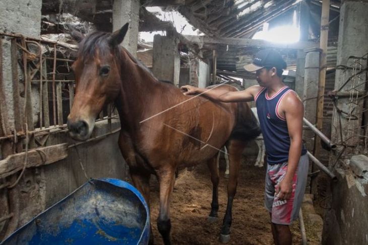Perawatan kuda untuk acara kirab pernikahan putra bungsu Presiden Jokowi