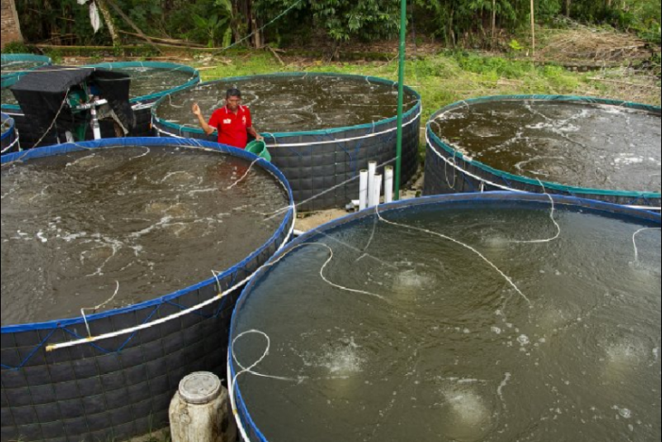 DKP Aceh gencarkan program bioflok untuk tingkatkan hasil perikanan