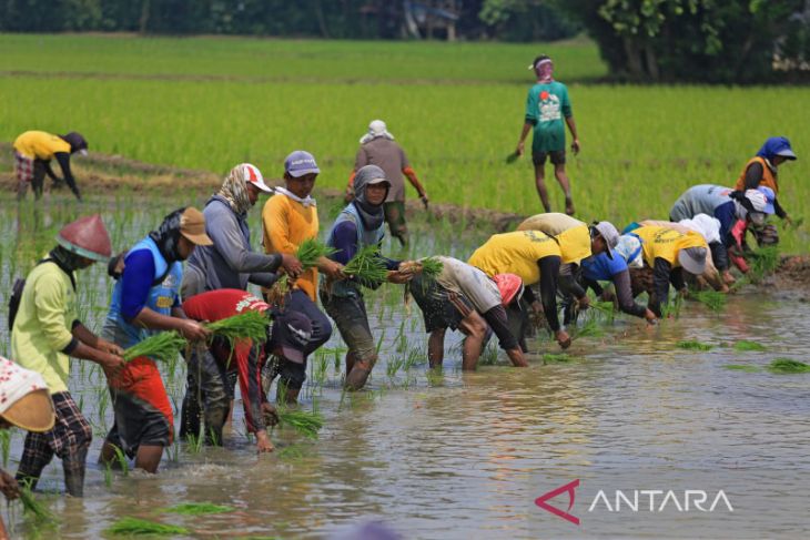 Sektor pertanian sumbang PDB kuartal III 12,91 persen
