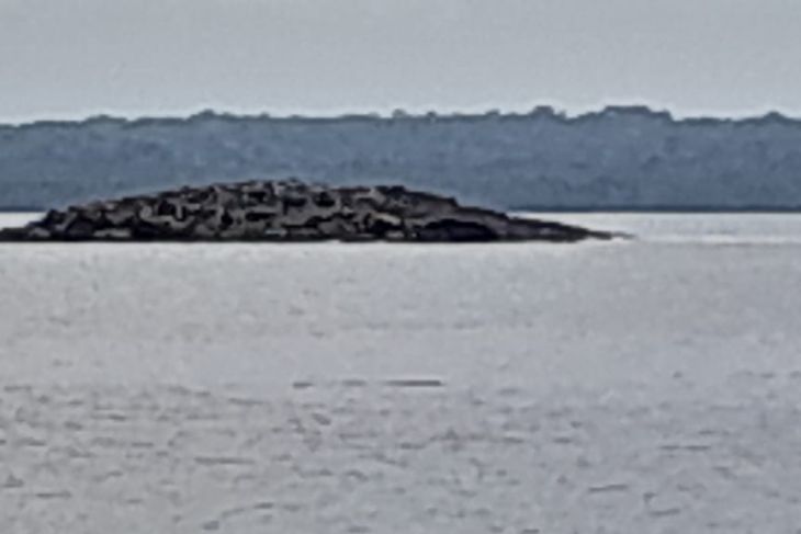 Sebuah pulau muncul di Kepulauan Tanimbar Maluku usai gempa, kok bisa?