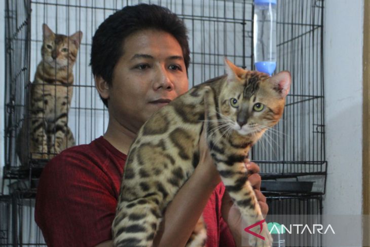 Peternak kucing bengal di Malang