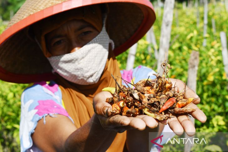 Cabai Rusak Akibat Hama Patek di Madiun