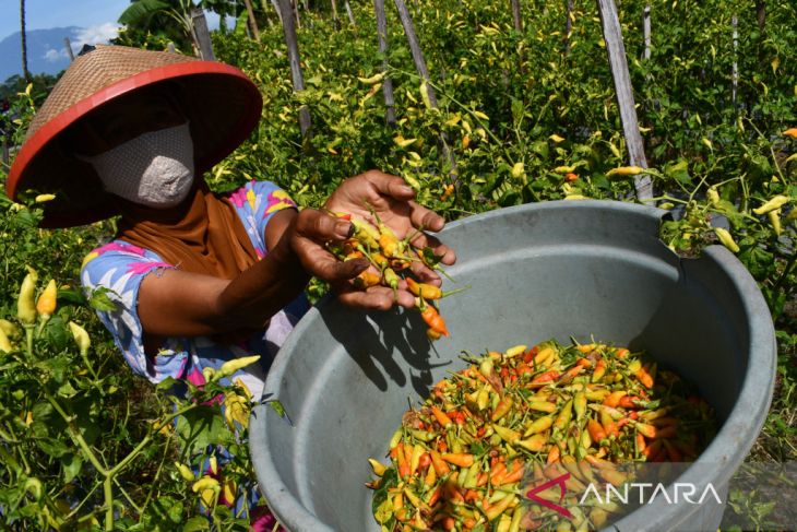 Harga Cabai Naik di Madiun