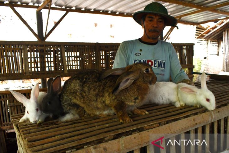 Peternak Kelinci di Magetan