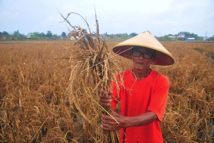 Ribuan hektare tanaman padi gagal panen