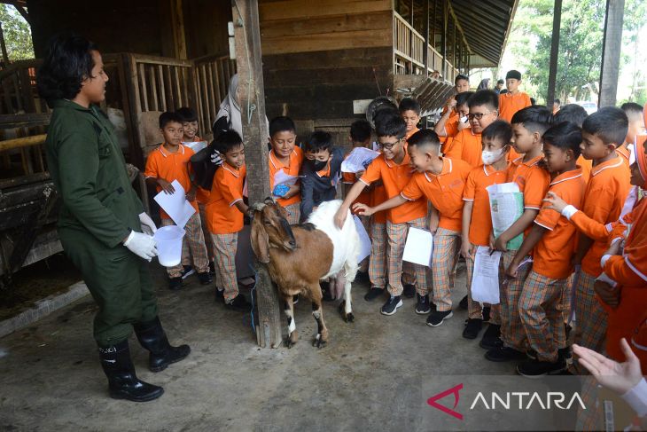 Program belajar luar sekolah di peternakan kambing