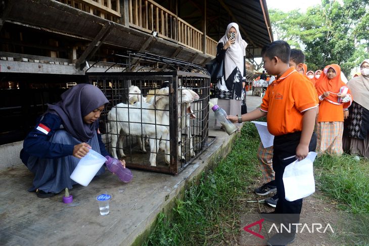 Program belajar luar sekolah di peternakan kambing