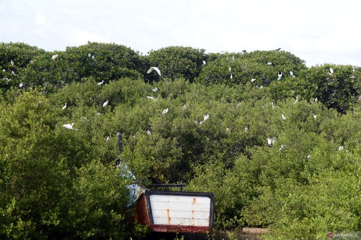 Penanaman mangrove lampui target