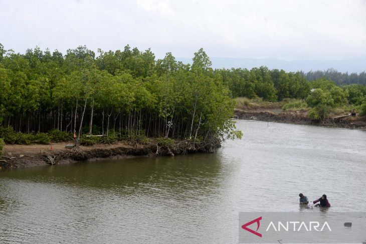 Penanaman mangrove lampui target