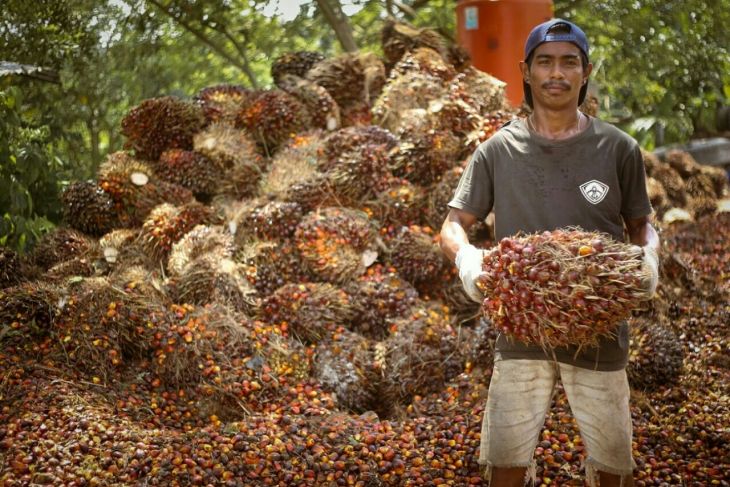 Harga TBS kelapa sawit Kaltim naik menjadi Rp2.389,07 per kg