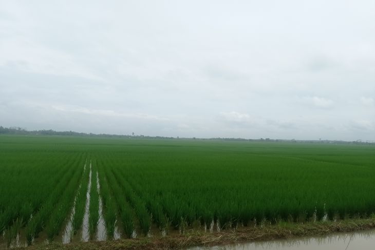 Pada 2023, Pemkab Lebak  targetkan produksi beras 400.000 ton