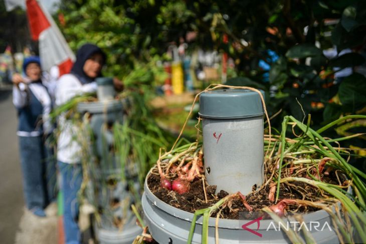 Panen bawang merah dari Program Buruan Sae 